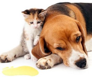 pet urine odour removal London